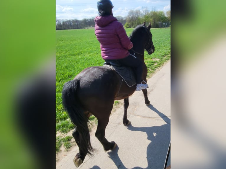 Frison Hongre 6 Ans 164 cm Noir in Langenfeld