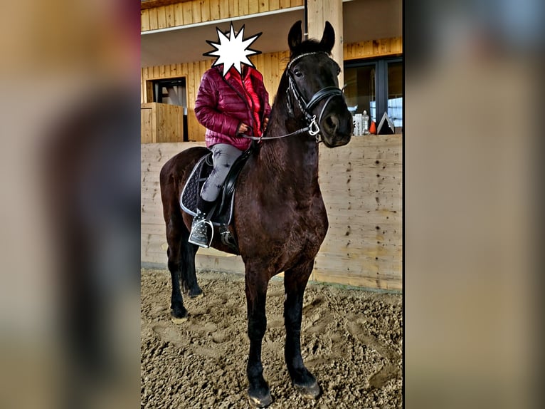 Frison Hongre 6 Ans 164 cm Noir in Langenfeld