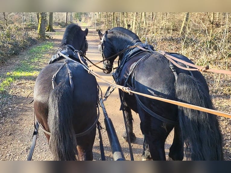 Frison Hongre 6 Ans 164 cm Noir in Langenfeld