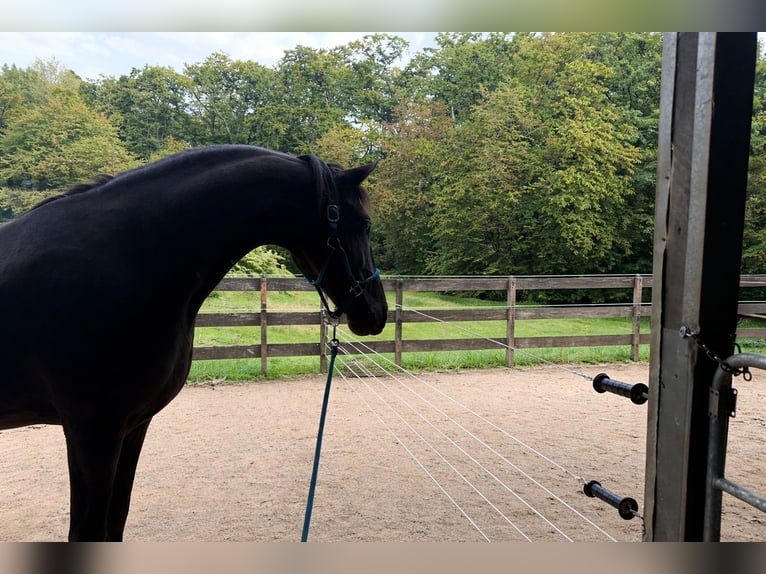 Frison Hongre 6 Ans 164 cm Noir in Solingen