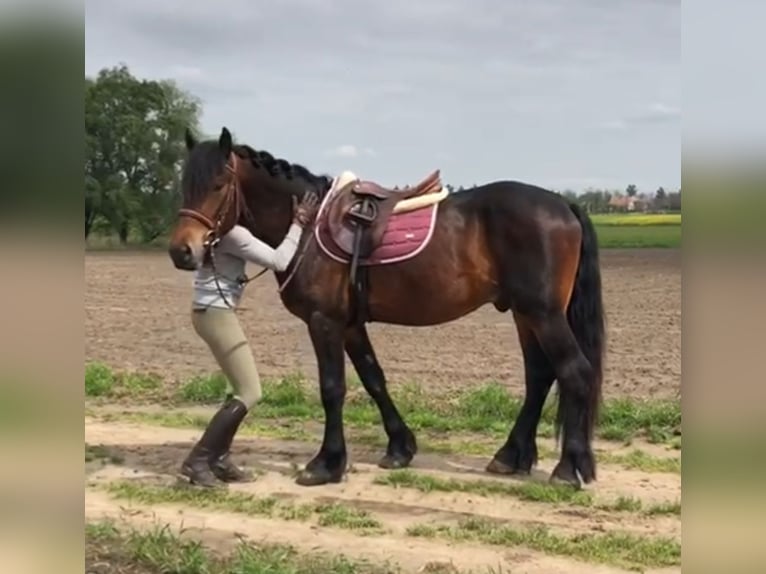 Frison Croisé Hongre 6 Ans 165 cm Bai in K&#xF6;stendorf