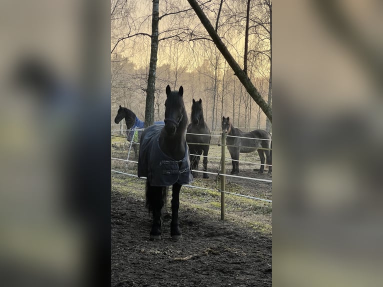 Frison Hongre 6 Ans 165 cm Grullo in Sölvesborg