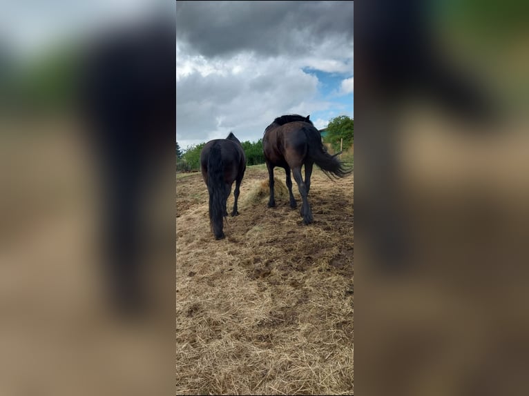 Frison Hongre 6 Ans 165 cm Noir in Baumholder