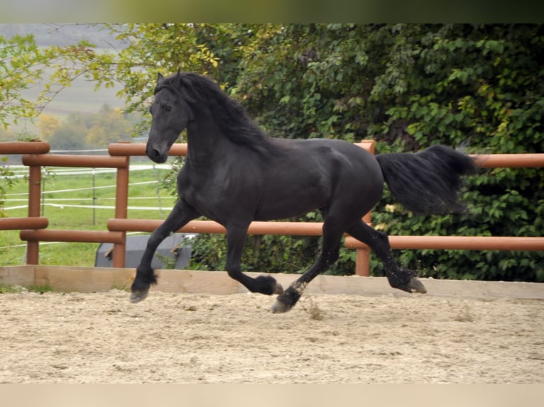 Frison Hongre 6 Ans 165 cm Noir in Ochtendung