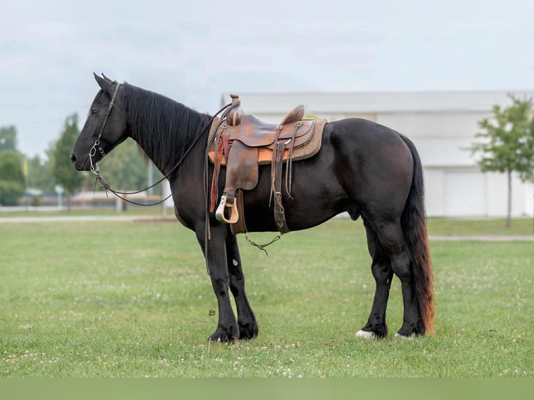 Frison Hongre 6 Ans 165 cm Noir in Lisbon