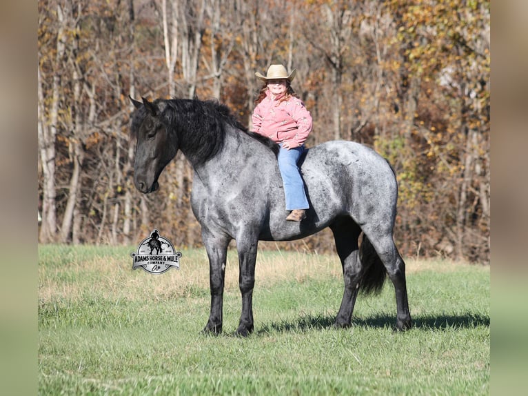 Frison Croisé Hongre 6 Ans 165 cm Rouan Bleu in Mount Vernon