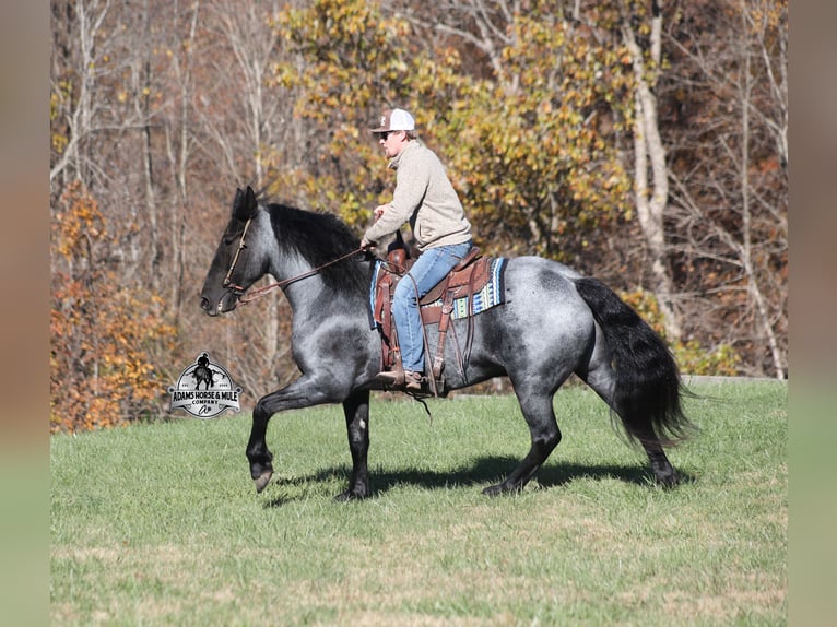 Frison Croisé Hongre 6 Ans 165 cm Rouan Bleu in Mount Vernon