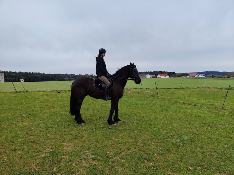 Frison Croisé Hongre 6 Ans 166 cm Bai brun foncé in Reisbach