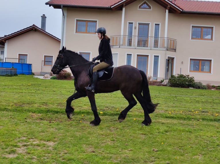 Frison Croisé Hongre 6 Ans 166 cm Bai brun foncé in Reisbach