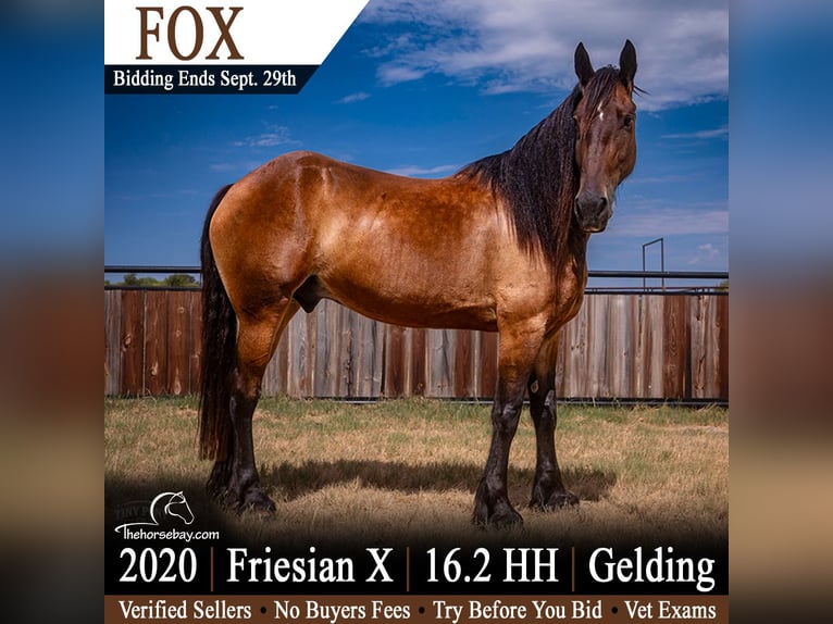 Frison Croisé Hongre 6 Ans 168 cm Bai cerise in Jacksboro, TX