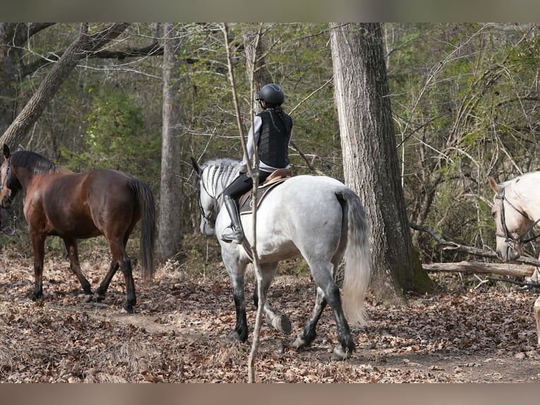 Frison Croisé Hongre 6 Ans 168 cm Gris in Clover