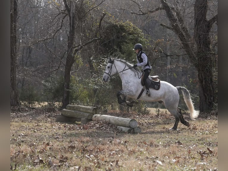 Frison Croisé Hongre 6 Ans 168 cm Gris in Clover