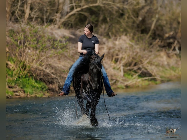 Frison Croisé Hongre 6 Ans 168 cm Noir in Auburn
