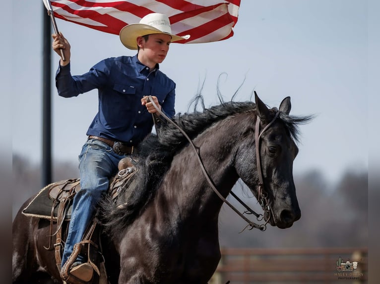 Frison Croisé Hongre 6 Ans 168 cm Noir in Auburn