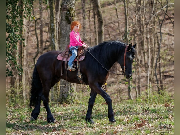 Frison Croisé Hongre 6 Ans 168 cm Noir in Auburn