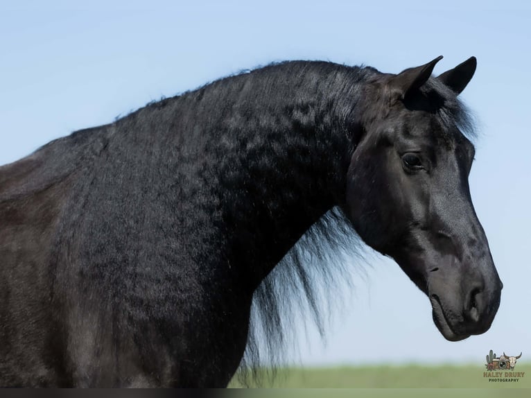 Frison Croisé Hongre 6 Ans 168 cm Noir in Auburn