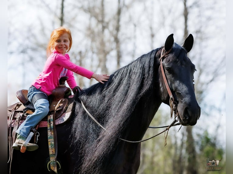 Frison Croisé Hongre 6 Ans 168 cm Noir in Auburn