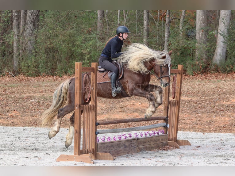 Frison Croisé Hongre 6 Ans 173 cm Gris in Clover, SC