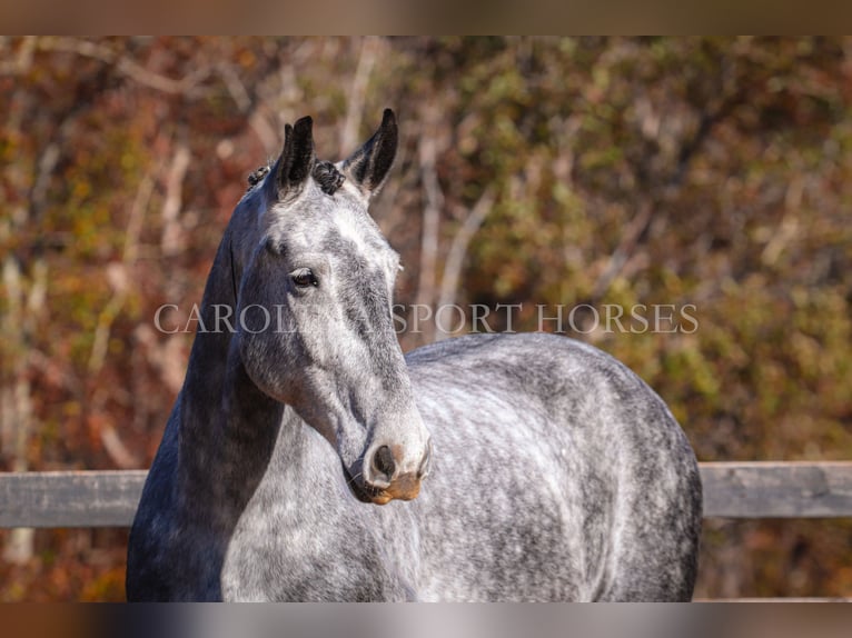 Frison Croisé Hongre 6 Ans 173 cm Gris in Clover, SC