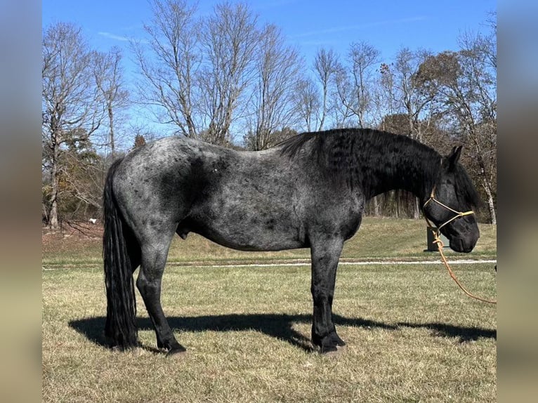 Frison Hongre 6 Ans 173 cm Rouan Bleu in Bloomington IN