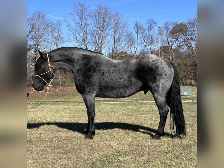 Frison Hongre 6 Ans 173 cm Rouan Bleu in Bloomington IN