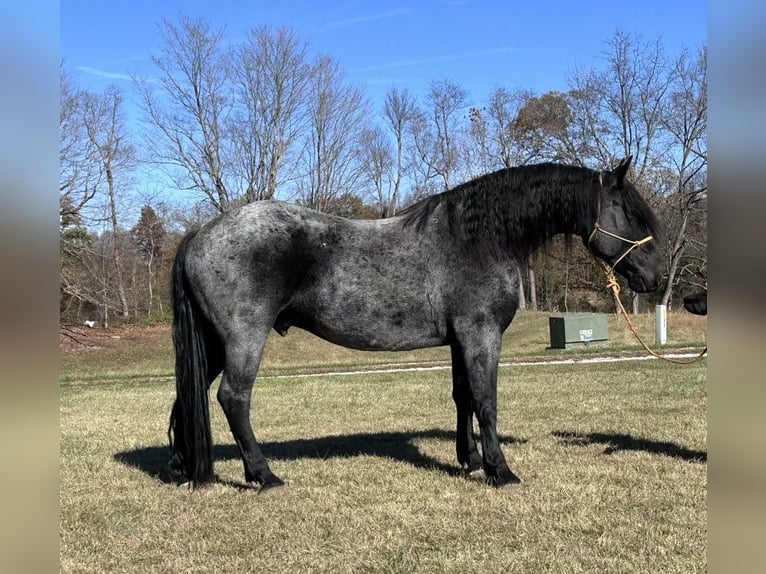 Frison Hongre 6 Ans 173 cm Rouan Bleu in Bloomington IN