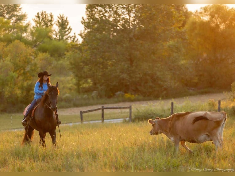Frison Hongre 6 Ans 175 cm Noir in Auburn
