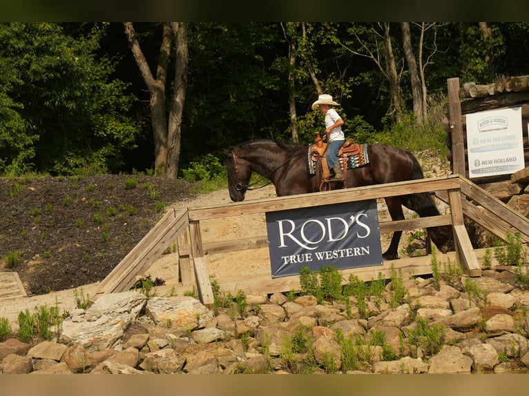 Frison Croisé Hongre 6 Ans 178 cm Noir in Fresno