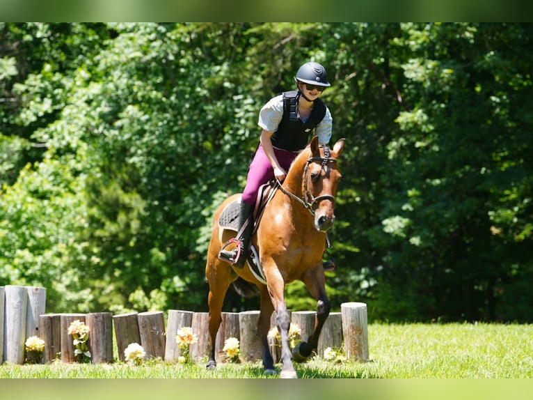 Frison Croisé Hongre 6 Ans Buckskin in Clover