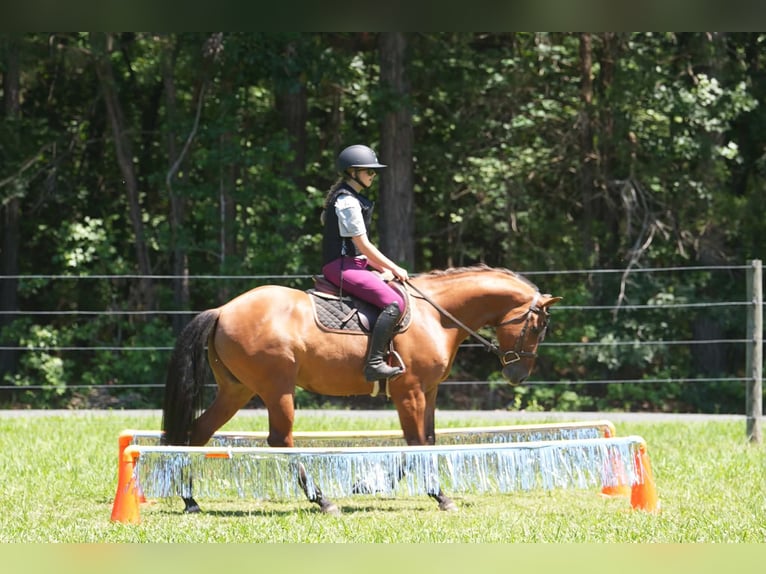 Frison Croisé Hongre 6 Ans Buckskin in Clover