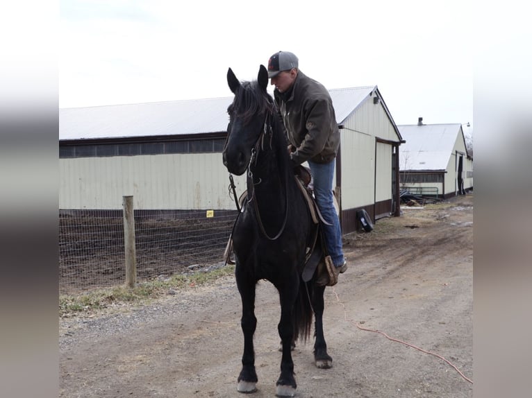 Frison Hongre 6 Ans Noir in Howell