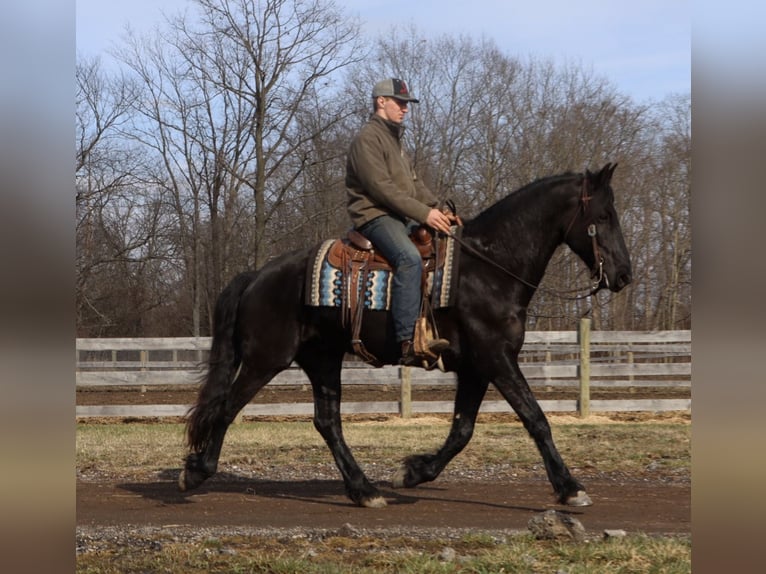 Frison Hongre 6 Ans Noir in Howell