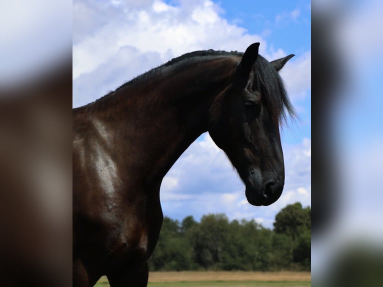 Frison Hongre 6 Ans Noir in Howell