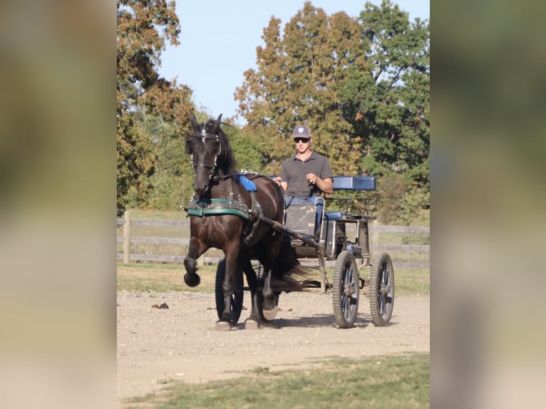 Frison Hongre 6 Ans Noir in Howell