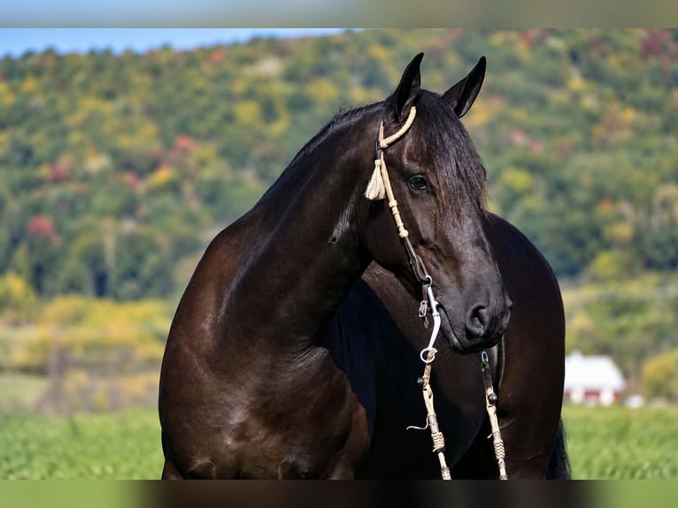 Frison Hongre 6 Ans Noir in Rebersburg