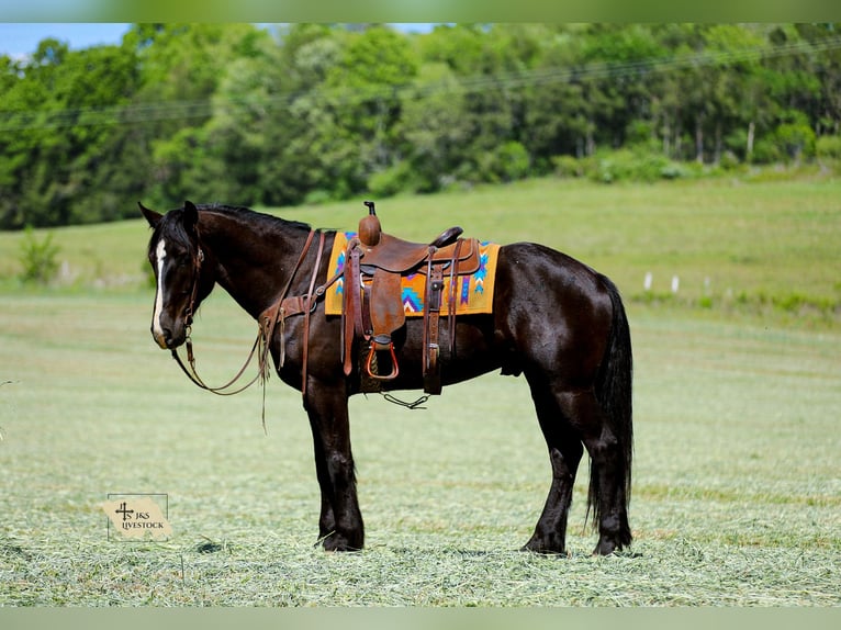 Frison Croisé Hongre 6 Ans Noir in Santa Fe