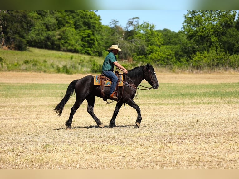 Frison Croisé Hongre 6 Ans Noir in Santa Fe
