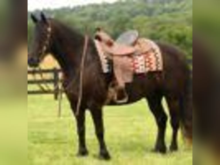 Frison Hongre 6 Ans in Fredericksburg OH