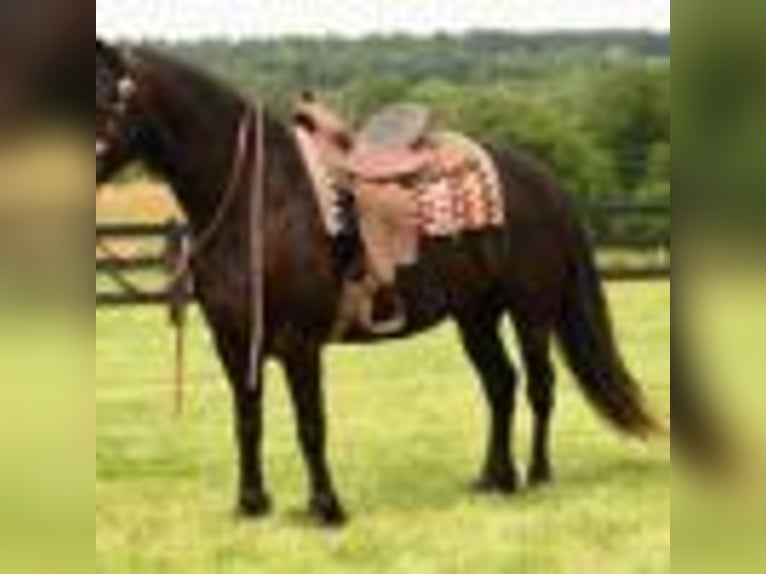 Frison Hongre 6 Ans in Fredericksburg OH