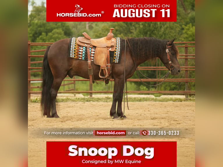 Frison Croisé Hongre 7 Ans 140 cm in Fresno, OH