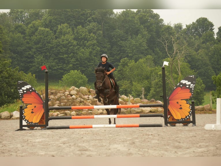 Frison Croisé Hongre 7 Ans 140 cm in Fresno, OH