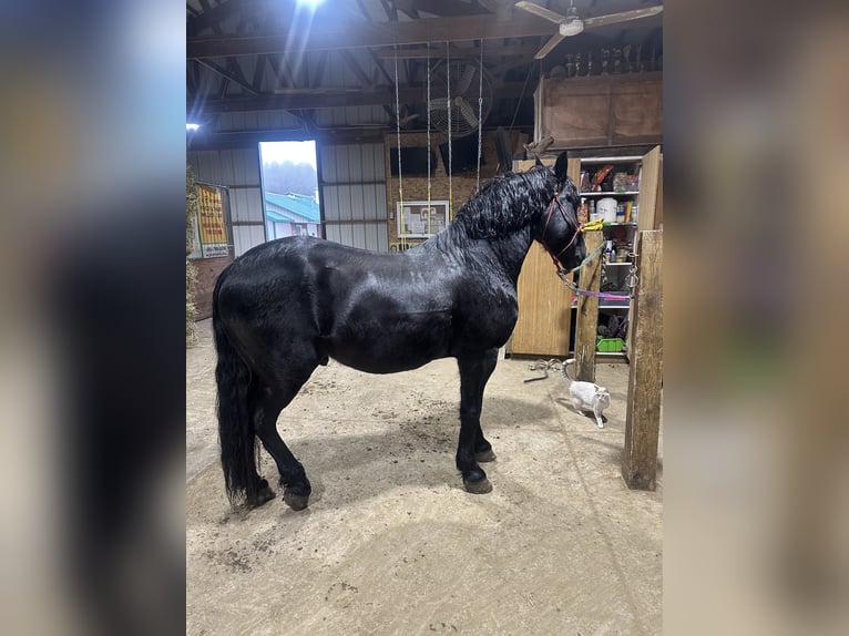 Frison Croisé Hongre 7 Ans 145 cm Noir in Akron