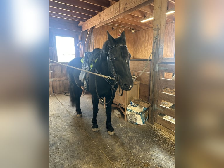 Frison Croisé Hongre 7 Ans 145 cm Noir in Akron