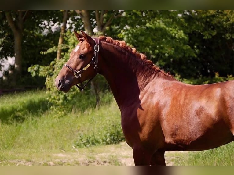 Frison Hongre 7 Ans 147 cm Alezan in Saint-guen