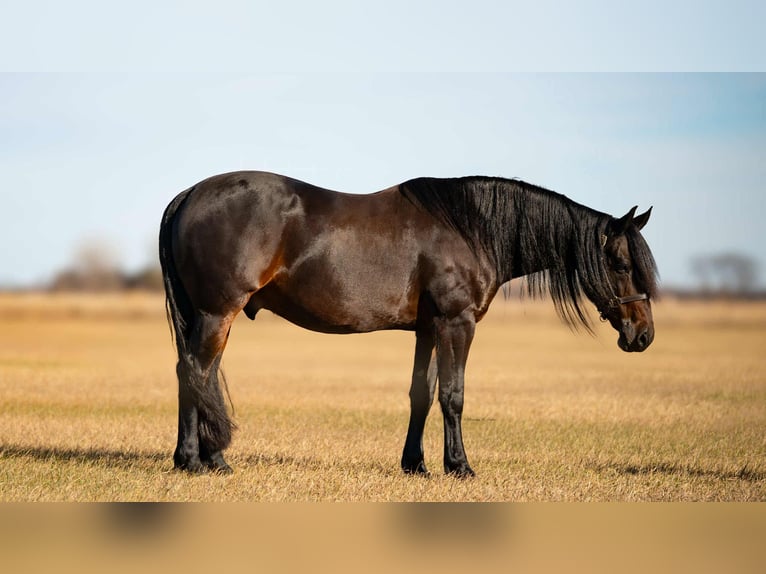 Frison Croisé Hongre 7 Ans 152 cm Bai brun in Grand Island