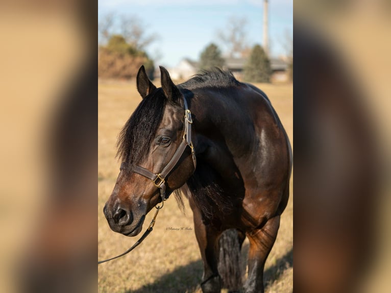 Frison Croisé Hongre 7 Ans 152 cm Bai brun in Grand Island