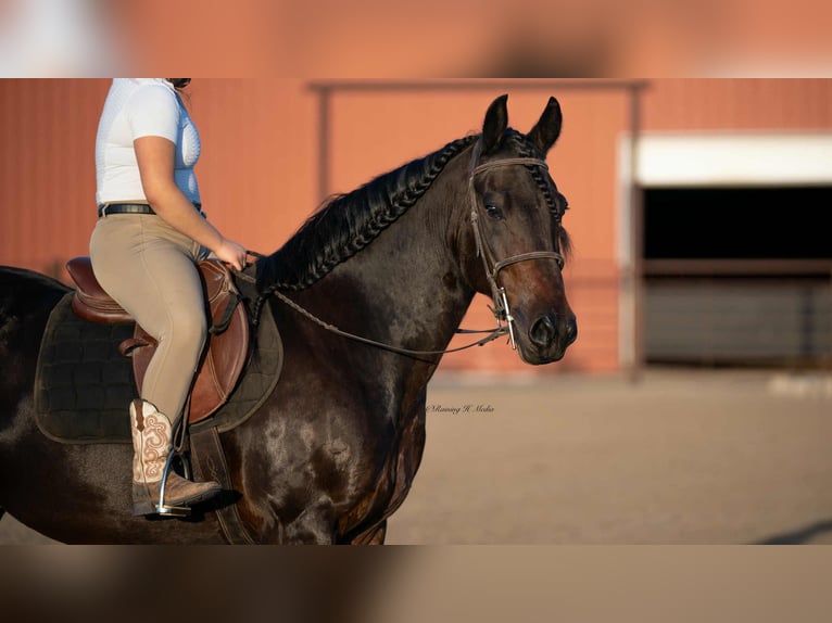 Frison Croisé Hongre 7 Ans 152 cm Bai brun in Grand Island