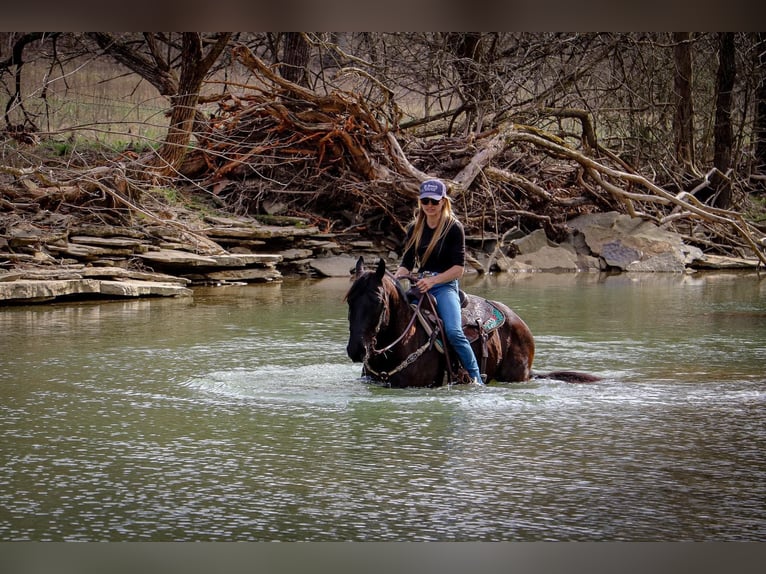 Frison Hongre 7 Ans 152 cm Noir in Hillsboro KY