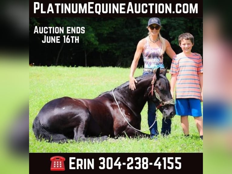 Frison Hongre 7 Ans 152 cm Noir in Flemingsburg KY