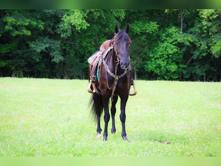 Frison Hongre 7 Ans 152 cm Noir in Flemingsburg KY